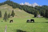 Wandern im Filzmoos