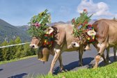 Südtirol mit Almabtriebsfest in Meransen