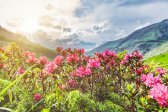 Osttirol Lienz zur Almrosenblüte
