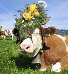  © Alpbachtal Tourismus/Grießenböck Gabriele