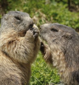  © natureimmortal -fotolia.com